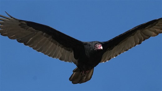 Smith: Turkey vulture nest in Mequon silo highlights species' adaptability