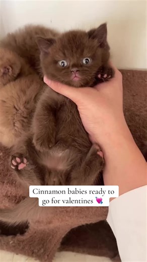 Cinnamon Kittens for Valentine's Day 💘