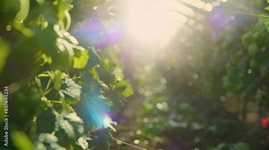 A hightech greenhouse containing rows of gvines with IoT sensors monitoring and adjusting the environment for optimal growth.