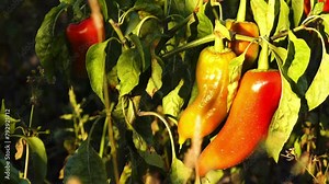 Capsicum annuum is plant genus Capsicum native to southern North America, Caribbean, and northern South America.