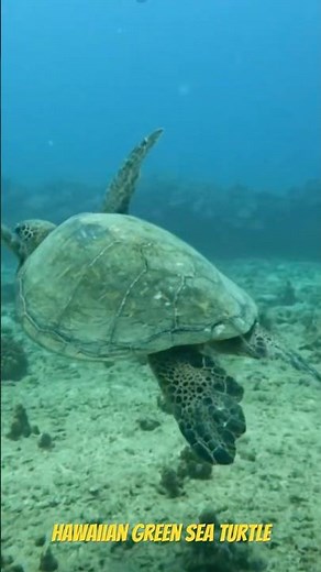 Diving into the world of Hawaiian sea turtles