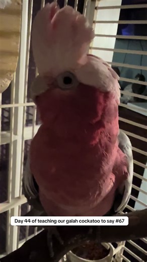 #67 #fypシ゚viral #fyp #birdsoftiktok #talkingparrot we were mia for a few days with the holidays and of course I get sick right after the celebrating!