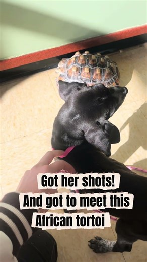 Meet Poppyseed Ann Blue, my baby blue tick hound :) #puppy #hound #bluetick #rescue