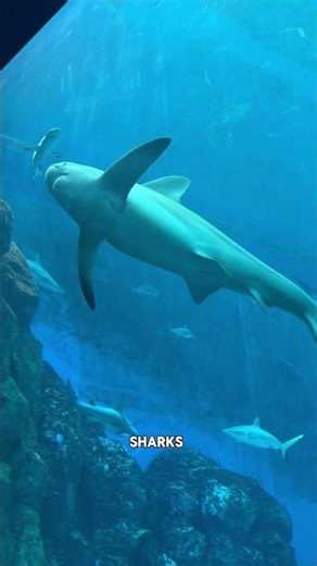 New Oceanarium Singapore🇸🇬 Worth it?🦈🐡