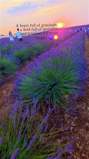 Lavender fields🍀🌺 #travelshorts