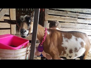 Getting Ready For a 4-H Goat Show