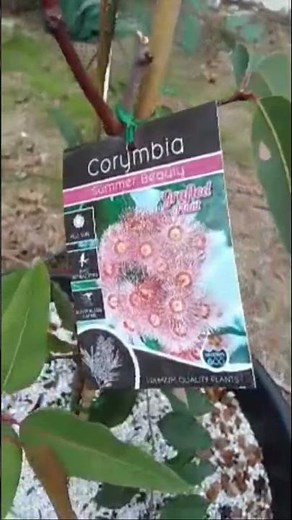 The only Gumtree you’ll ever need in your life - Corymbia Summer Beauty.