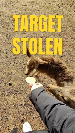 I picked the wrong deer in Nara