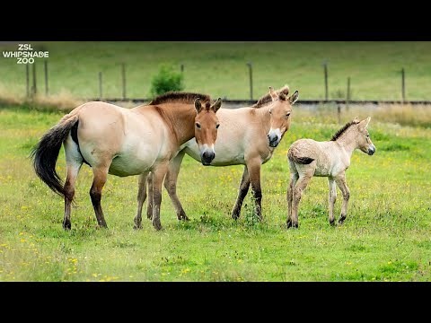 Last remaining species of ‘truly wild’ horse born at ZSL Whipsnade Zoo