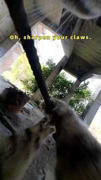 What to do if your cat's claws are long? No need to bother humans, the cat can trim them by itself