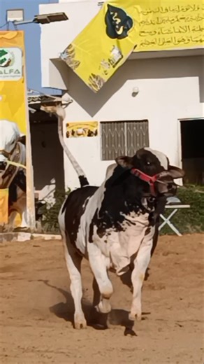 Tu Batao Bahiyon ? 😱❤️ #mandicattlelover #northernbypassmandi #foryoupage #bakraeid #cowmandi