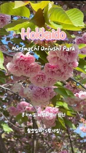 홋카이도투어중에 만난 숨은 벚꽃명소 🌸 | 5월 홋카이도투어