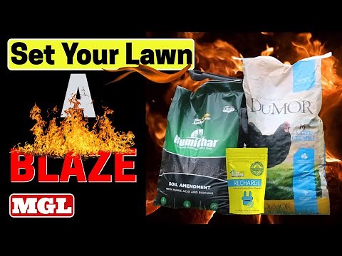 Super Charge Your Lawn With Humichar, Chicken Feed and Recharge #lawncare #soil