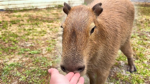 What Do I Do When Im Not Petting My Capybaras