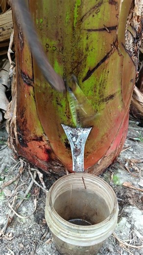 Banana plant sap test #shortvideo #shorts #viralvideo