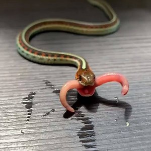This snake looks like it has two huge tongues! 😱 | IGV