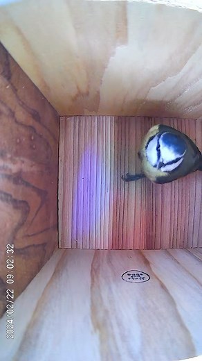 The visits are getting more frequent! If you’re interested in a Nestera Coop and accessories such as this beautiful bird house and camera, follow the link in my bio to receive an automatic 5% discount! #babybirds #birdsofinsta #animalsinfluence #animals #peckish #birdcare #feedthebirds #wildlife #gardenbirds #birdwatching #birdfood #biggardenbirdwatch #gardening #nature #birds #birdsofinstagram #animalhusbandry #colour #home #newhome #house #family #new #rainbow #positive #positivity #positiveth