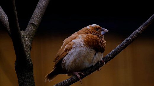Flowers, Tree, Cherry Blossoms