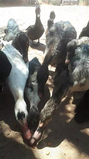 Ruen vs Muscovy Ducks – The Ultimate Farm Showdown!