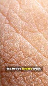 The Skin: 10 FASCINATING FACTS about the Largest Organ EXPLAINED! #HumanSkin #BodyFacts #Shorts