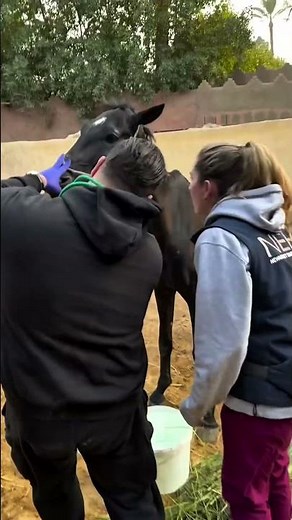 The Rescue Journey: Saving the Injured Horse #lovehorses #horse #equestrianjourney #horsehelp
