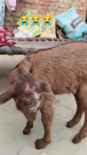 mini vlog exident 😭😭🤤#shortvideo #trendingshorts #vlog