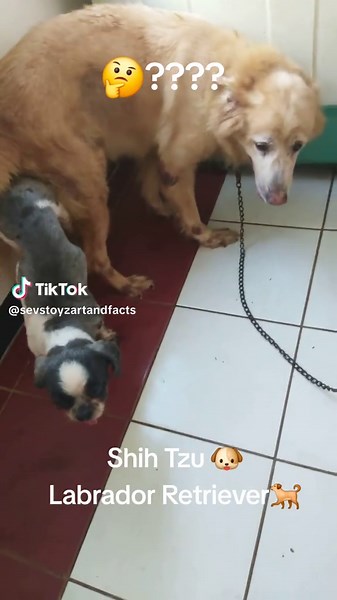 Shih Tzu and Labrador Retriever Mix: A Fun Duo