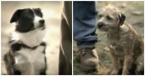 Budweiser Scores Touchdown With Classic Dog Commercial