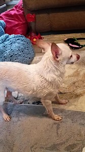 Charles Jacob Stack #bath #woof #crazy | Connie Jean Stack | Facebook