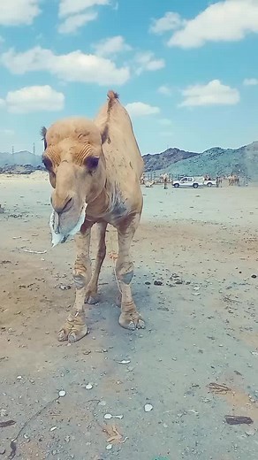 Dromedary Camel Chewing in Desert Environment