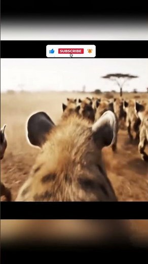 POV Riding a Hyena Running with the Pack #animals #pov #viralshorts
