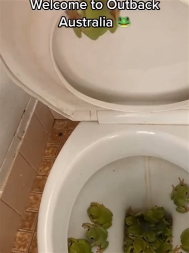 Australia is home to over 240 frog species, and some of them have absolutely no problem moving into your house uninvited 🐸 Tree frogs, especially, are notorious for squeezing through gaps, setting up in bathrooms, and hiding under toilet seats — a surprise nobody asked for. They're drawn to lights that attract insects and any source of moisture they can find. Harmless houseguests, just a little unexpected. 🎬: Video taken from @the_daily_frogs on instagram #australianfrogs #treefrog #frogsofaus