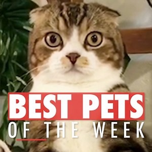 4M views · 43K reactions | Here are the best pets of the week!  | The Pet Collective | Facebook