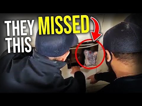 BIG RODENT FIND behind the wall... the BEST WAY TO GET RID OF RATS AND MICE..