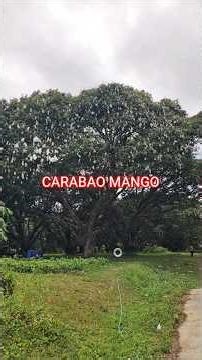 CARABAO MANGO , Guimaras Island Philippines #fruit #mangovarieties #mango #mangocrop #farming