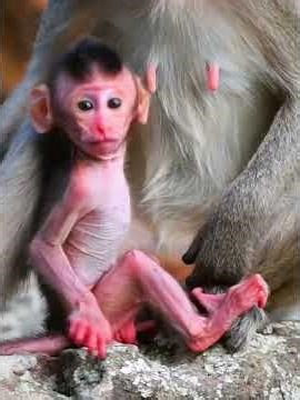 Nice baby monkey very active playing