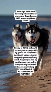 Balto at Togo mga Asong simbolo ng katapangan at pagtitiis #dogs #siberianhusky #petsafety #doglover #pets | Nikki Luansing