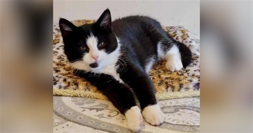 Richmond cat cafe The Purrfect Bean temporarily closed after kitty turns water on, floods building