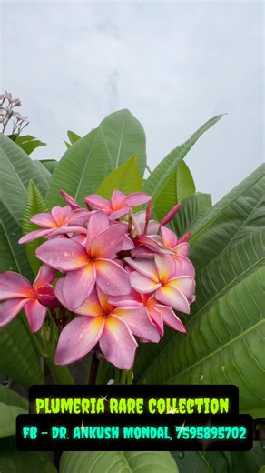 Plumeria Heaven! 🌺 150+ Rare Exotic Varieties at Ankush Da's Chadbagan! 😲🎨