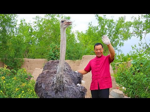 Bought a ostrich and bake it in kiln for half a day｜Uncle Rural Gourmet