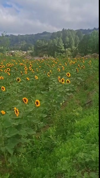 Girasoles: Belleza de la Naturaleza