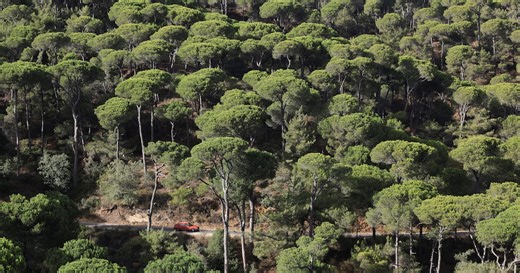 Lebanon’s historic pines are dying, one cone at a time