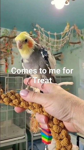 How to Get Your Cockatiel in the Cage