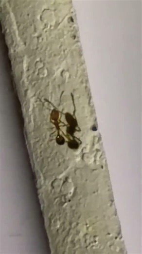 Pharaoh ant nesting inside kitchen electrical socket in Calgary #pestproexterminator #ants