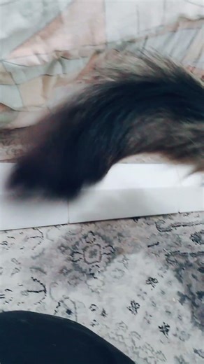 The needle is done! And my cat wanted to say hi. #hollowknight #cosplay #catlovers #silksong