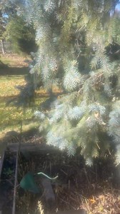 fall clean ups🙏🏻🙌🏻🙌🏻 | C&M Landscaping