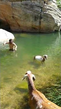 Swimming Goats : )