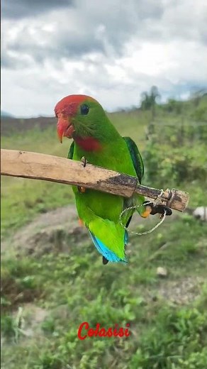 Philippine hanging parrot (Colasisi) #nature #birds #farmlife