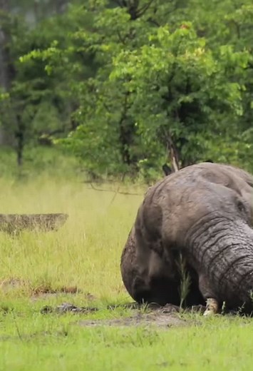 Elephant mud bath in the Okavango Delta.#elephant #safari #botswana #okavango #rokavango #nature #africa #travel