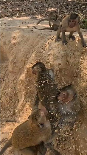 Ever seen monkeys playing like THIS ? #funnyanimals